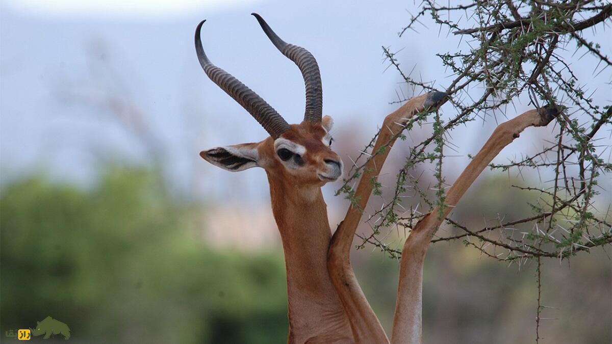 گِرِنوک یا غزال زرافه‌ای؛ حیوان گردن‌درازی که هنگام غذا خوردن مثل انسان می‌‍‌ایستد و هرگز آب نمی‌نوشد