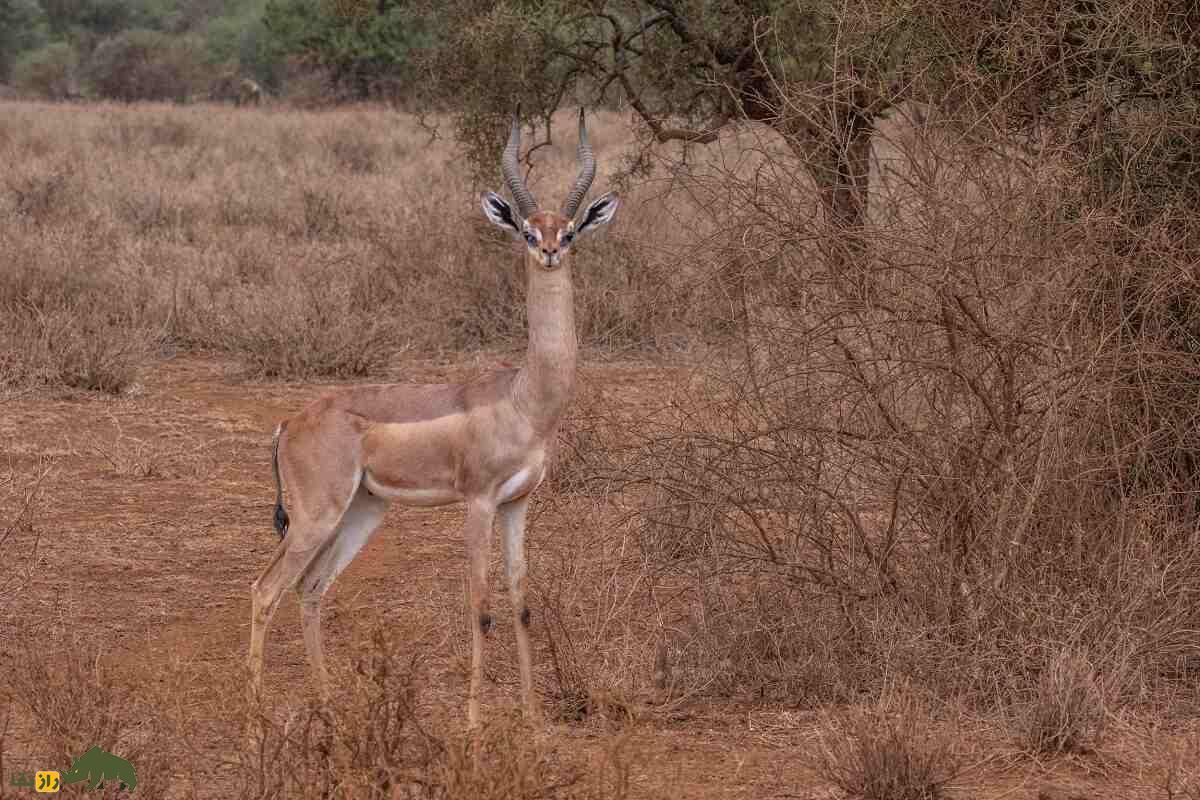 گِرِنوک یا غزال زرافه‌ای؛ حیوان گردن‌درازی که هنگام غذا خوردن مثل انسان می‌‍‌ایستد و هرگز آب نمی‌نوشد