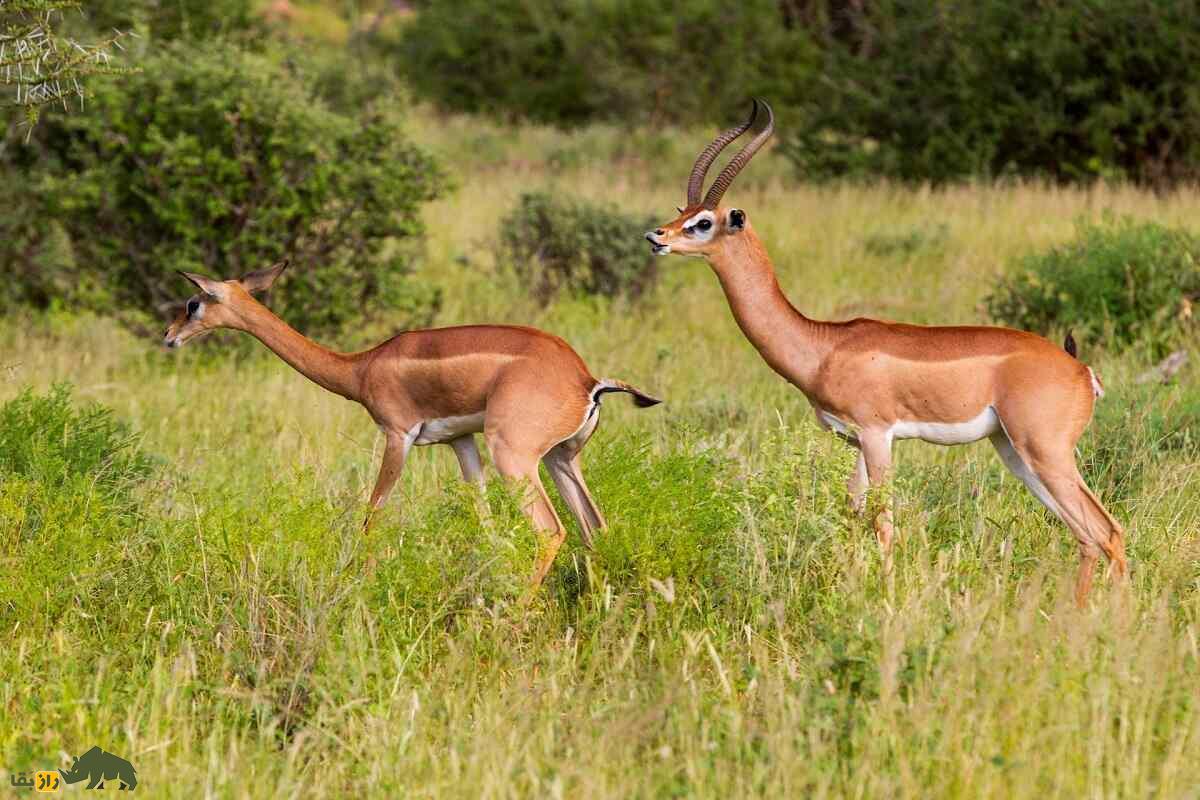 گِرِنوک یا غزال زرافه‌ای؛ حیوان گردن‌درازی که هنگام غذا خوردن مثل انسان می‌‍‌ایستد و هرگز آب نمی‌نوشد