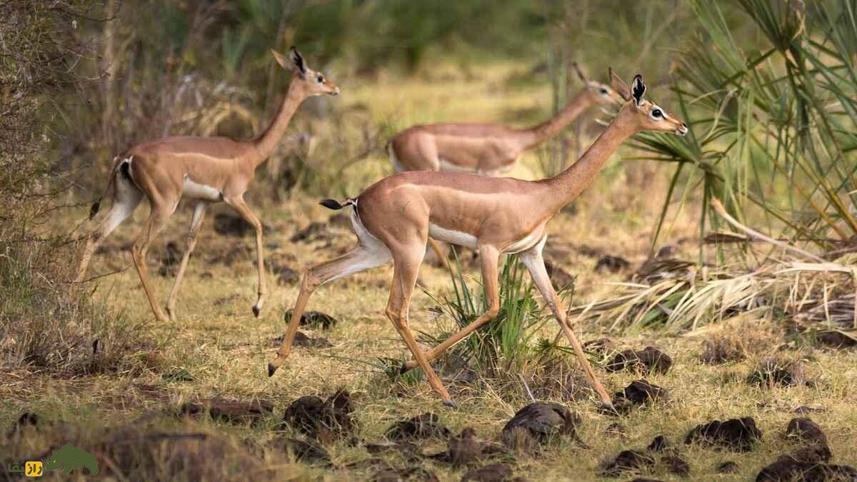 گِرِنوک یا غزال زرافه‌ای؛ حیوان گردن‌درازی که هنگام غذا خوردن مثل انسان می‌‍‌ایستد و هرگز آب نمی‌نوشد