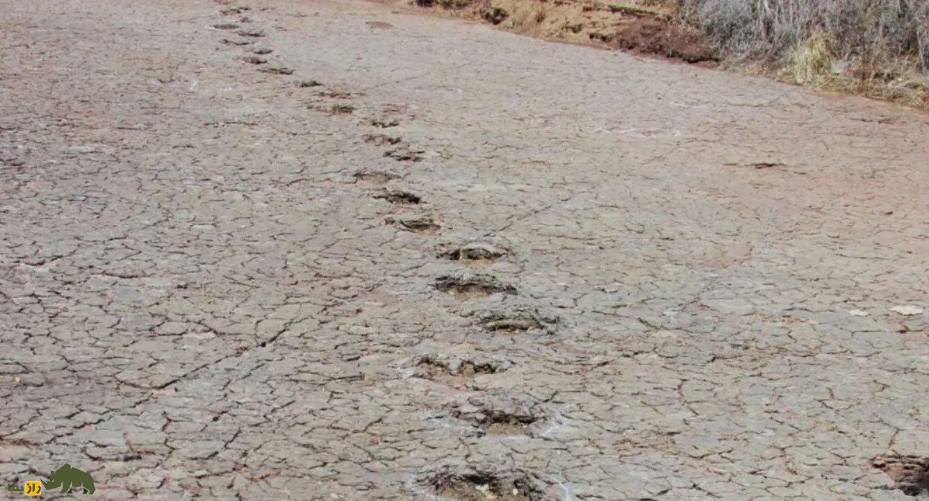 اسرار یک ردپای ۱۲۰ میلیون ساله؛ دایناسور‌ها چطور فاصله بین دو اقیانوس را طی می‌کردند؟