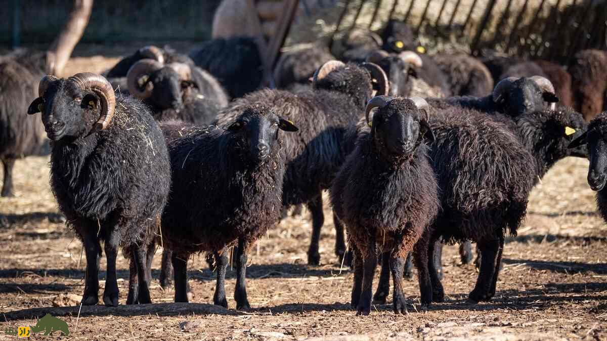 گوسفند قره‌گُل