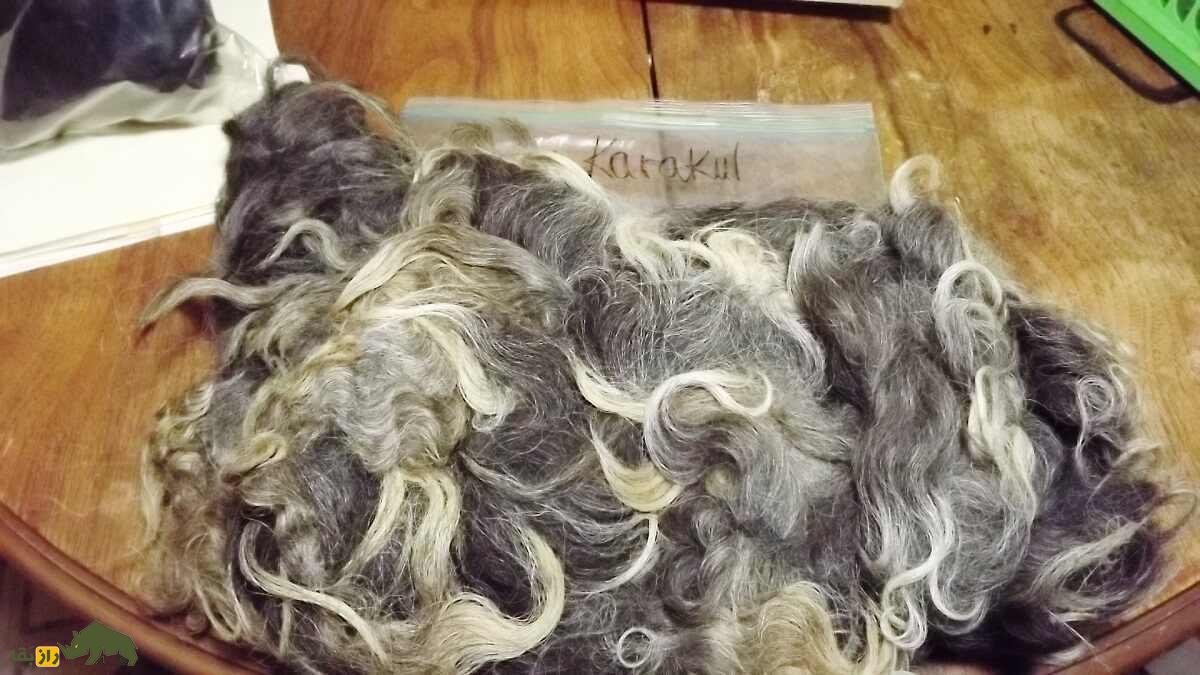 قره‌گُل؛ گوسفند اُزبَک با مشهورترین پشم رنگی جهان که آمریکا به شدت به آن علاقه دارد