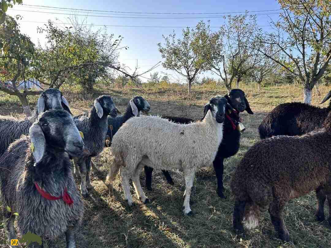 قره‌گُل؛ گوسفند اُزبَک با مشهورترین پشم رنگی جهان که آمریکا به شدت به آن علاقه دارد