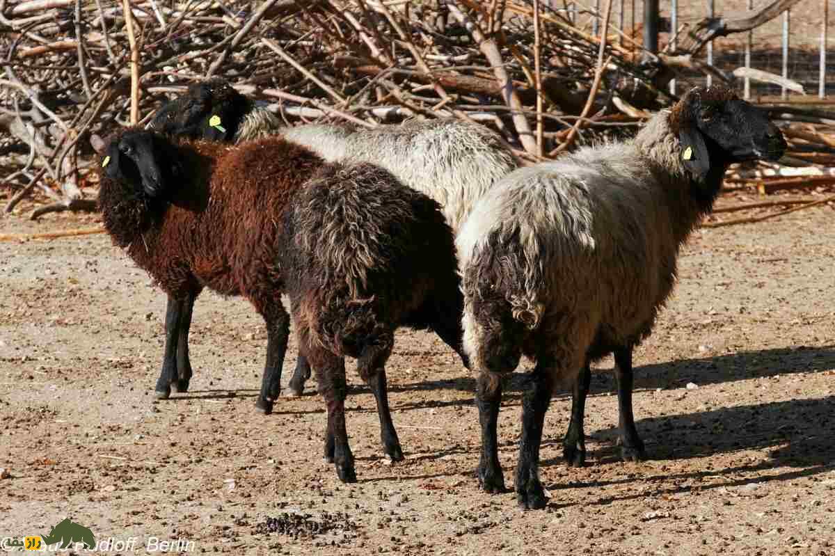 قره‌گُل؛ گوسفند اُزبَک با مشهورترین پشم رنگی جهان که آمریکا به شدت به آن علاقه دارد