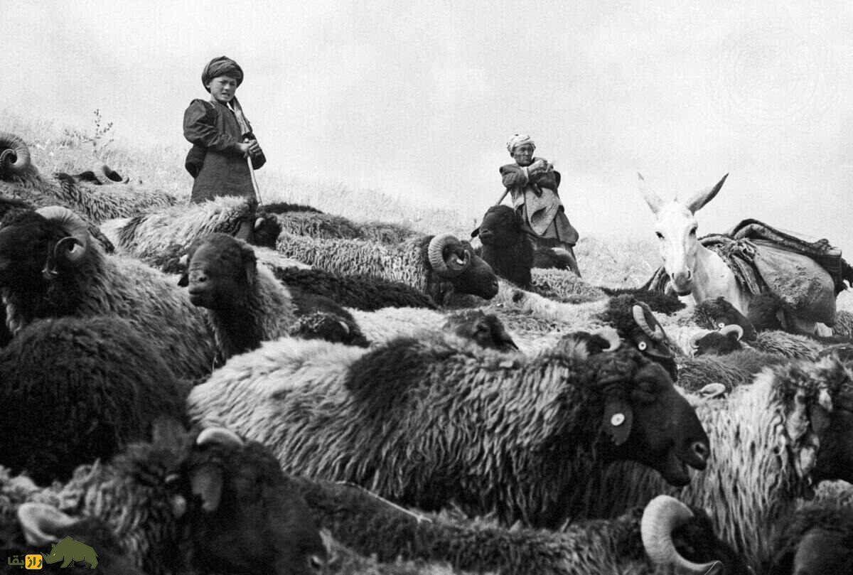 قره‌گُل؛ گوسفند اُزبَک با مشهورترین پشم رنگی جهان که آمریکا به شدت به آن علاقه دارد