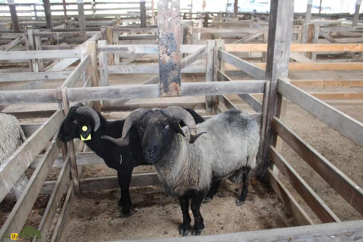 قره‌گُل؛ گوسفند اُزبَک با مشهورترین پشم رنگی جهان که آمریکا به شدت به آن علاقه دارد