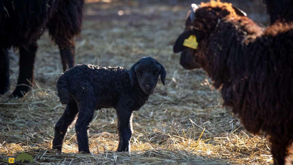 قره‌گُل؛ گوسفند اُزبَک با مشهورترین پشم رنگی جهان که آمریکا به شدت به آن علاقه دارد