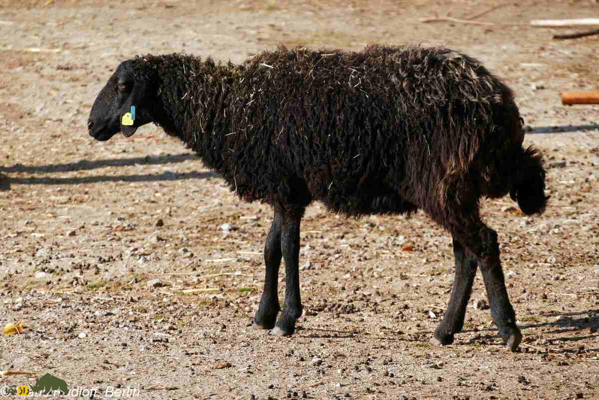 قره‌گُل؛ گوسفند اُزبَک با مشهورترین پشم رنگی جهان که آمریکا به شدت به آن علاقه دارد