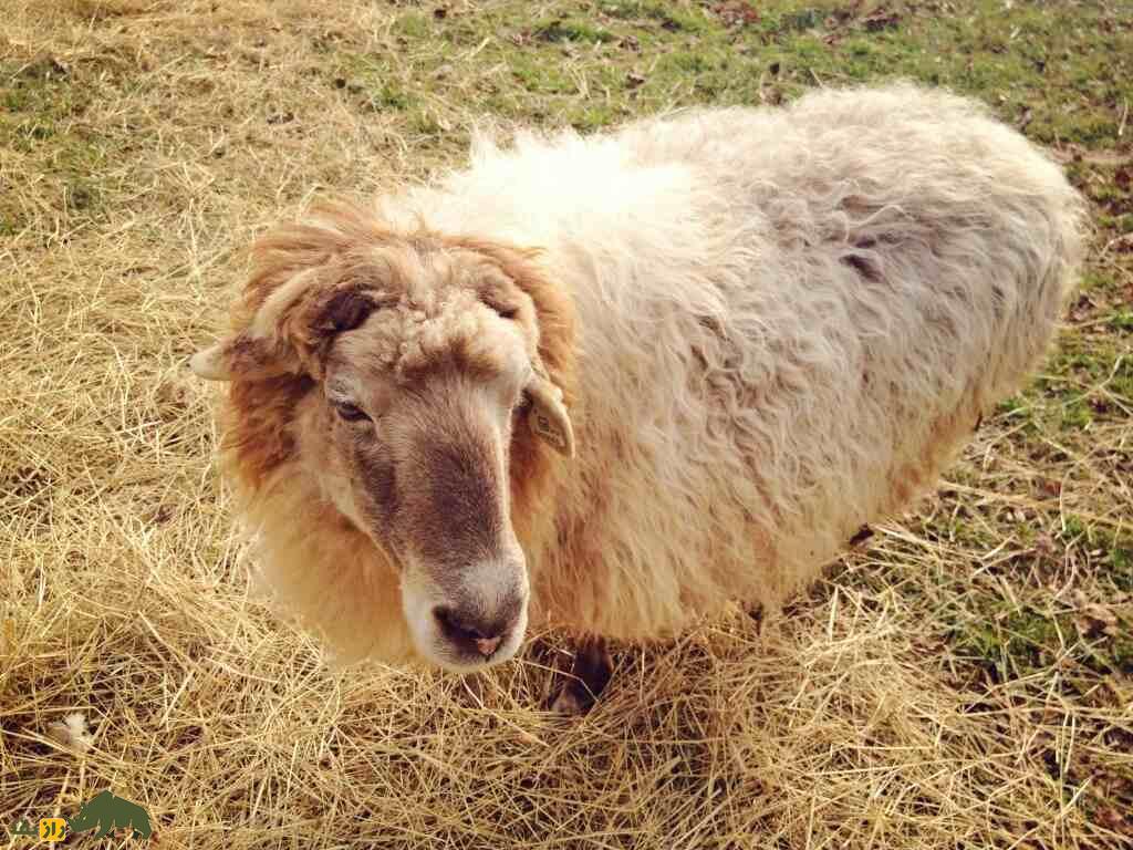 قره‌گُل؛ گوسفند اُزبَک با مشهورترین پشم رنگی جهان که آمریکا به شدت به آن علاقه دارد