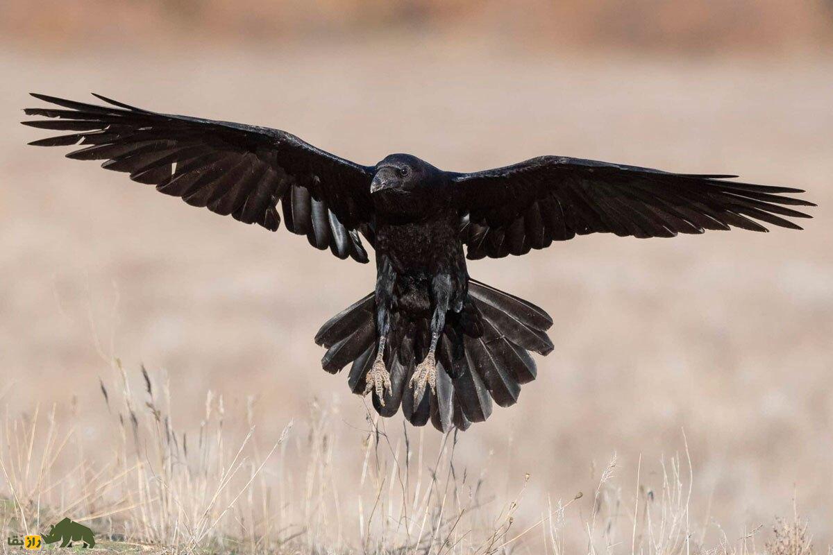 اسراری درباره عمر واقعی کلاغ؛ آیا واقعا کلاغها عمر ۱۰۰ ساله دارند؟ گوشت کلاغ حرام است یا حلال؟ کلاغی در حال پریدن