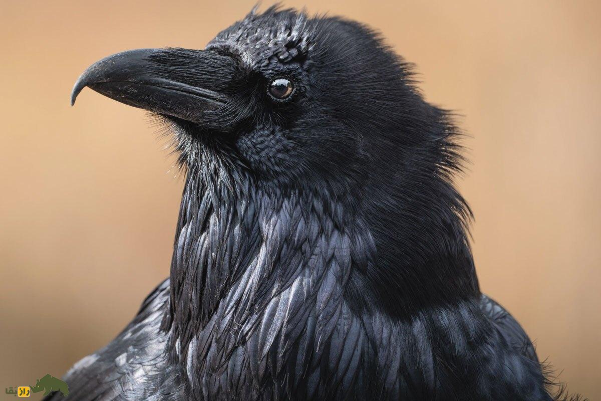 اسراری درباره عمر واقعی کلاغ؛ آیا واقعا کلاغها عمر ۱۰۰ ساله دارند؟ گوشت کلاغ حرام است یا حلال؟ کلاغ از نمای نزدیک