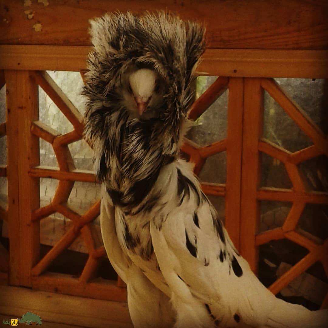 کبوتر ژاکوبن؛ یکی از زیباترین کبوتر‌های دنیا که مانند کشیش‌ها کلاه به سر دارد