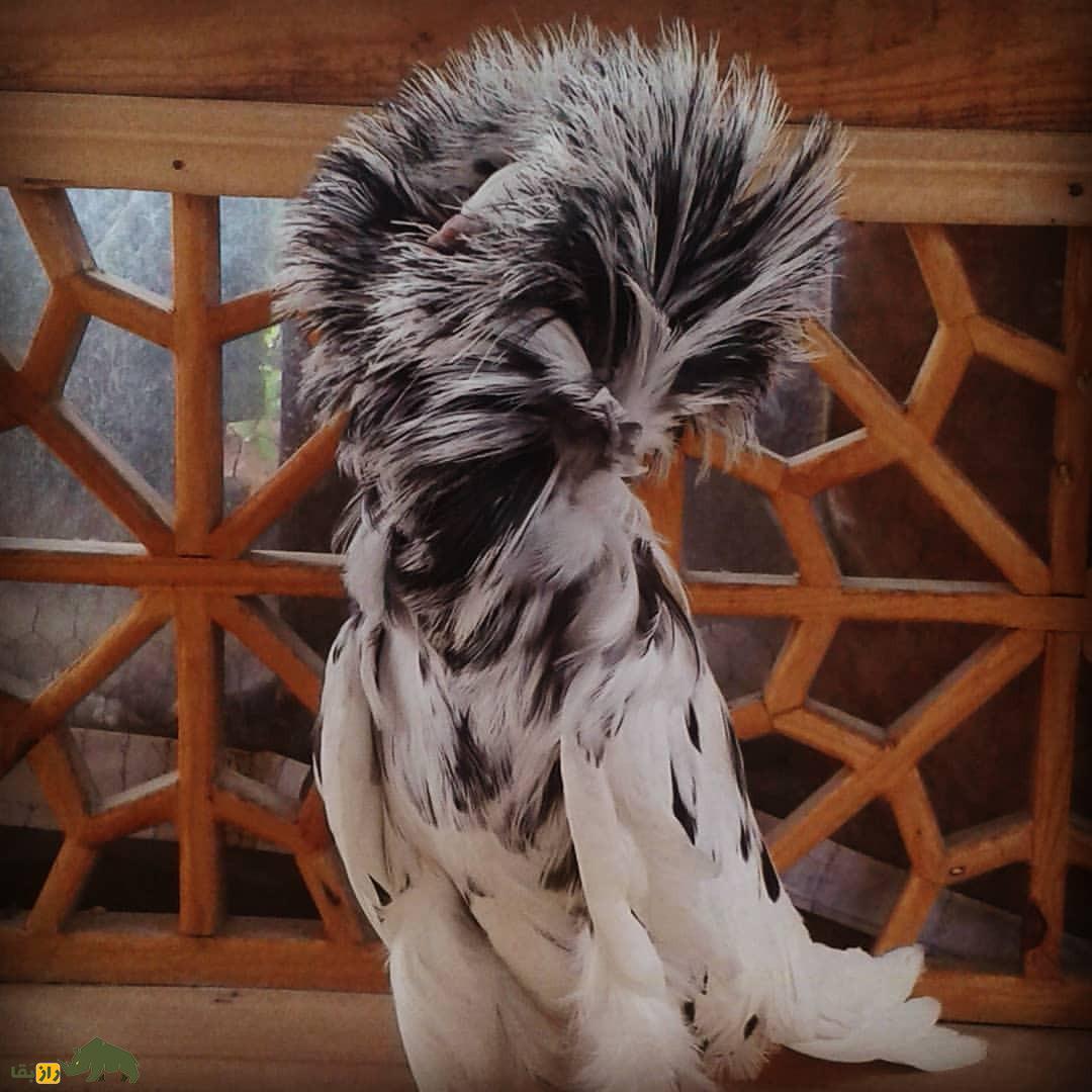 کبوتر ژاکوبن؛ یکی از زیباترین کبوتر‌های دنیا که مانند کشیش‌ها کلاه به سر دارد