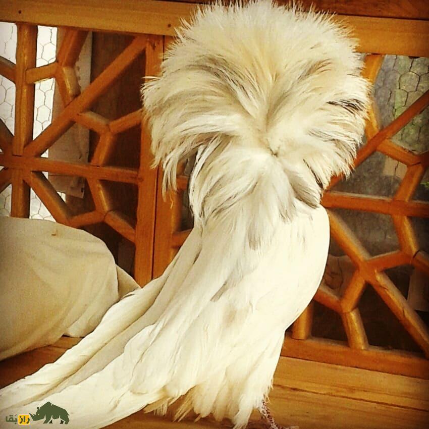 کبوتر ژاکوبن؛ یکی از زیباترین کبوتر‌های دنیا که مانند کشیش‌ها کلاه به سر دارد