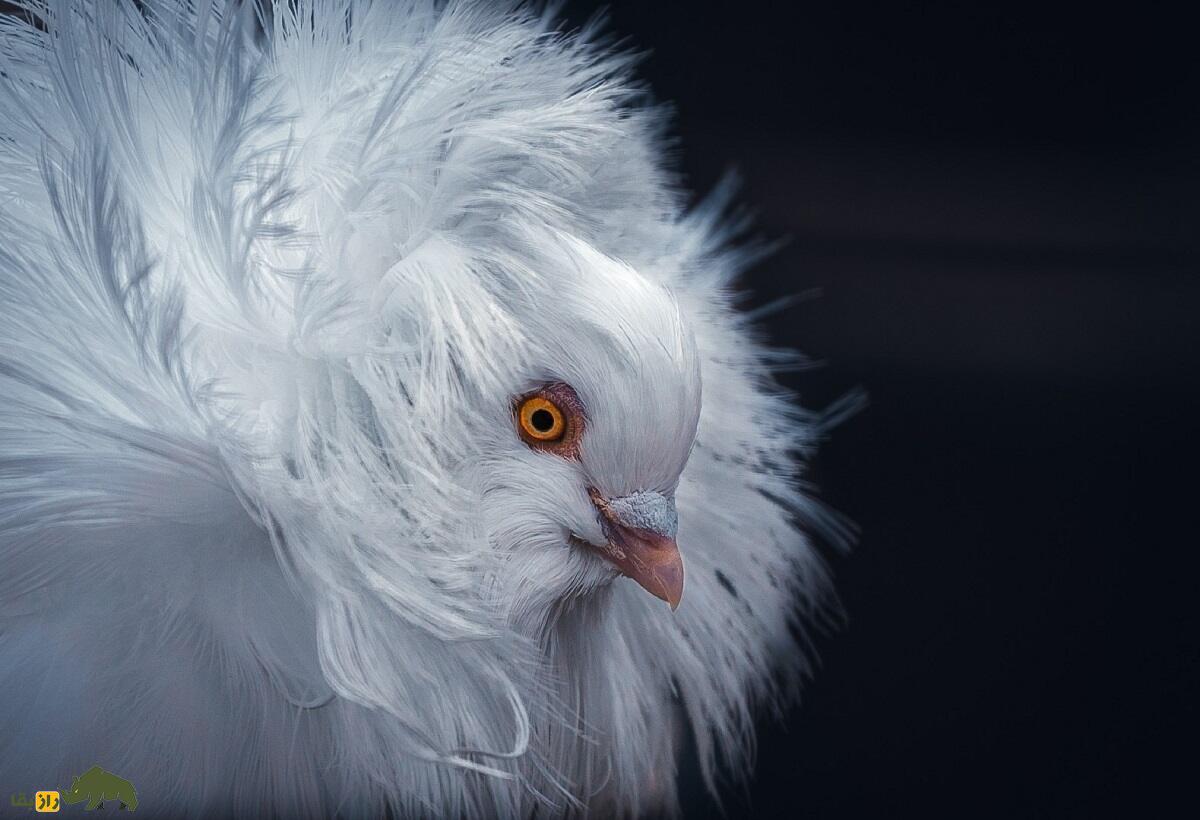 کبوتر ژاکوبن؛ یکی از زیباترین کبوتر‌های دنیا که مانند کشیش‌ها کلاه به سر دارد