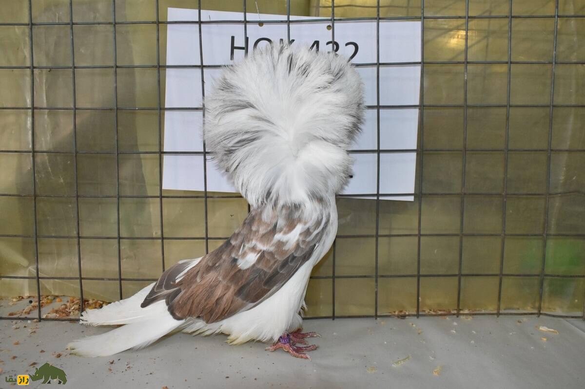 کبوتر ژاکوبن؛ یکی از زیباترین کبوتر‌های دنیا که مانند کشیش‌ها کلاه به سر دارد