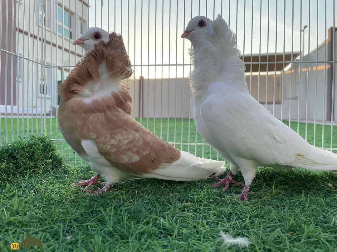 کبوتر ژاکوبن؛ یکی از زیباترین کبوتر‌های دنیا که مانند کشیش‌ها کلاه به سر دارد