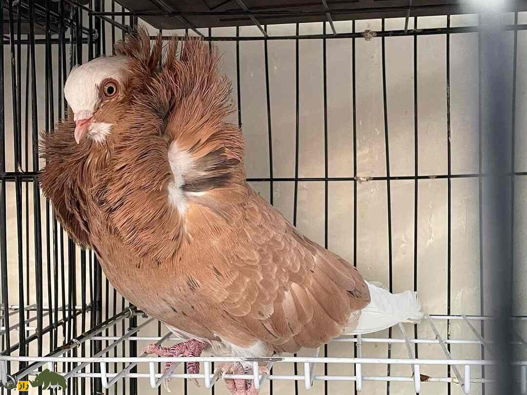 کبوتر ژاکوبن؛ یکی از زیباترین کبوتر‌های دنیا که مانند کشیش‌ها کلاه به سر دارد