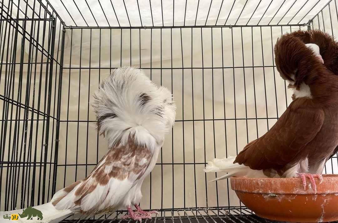 کبوتر ژاکوبن؛ یکی از زیباترین کبوتر‌های دنیا که مانند کشیش‌ها کلاه به سر دارد