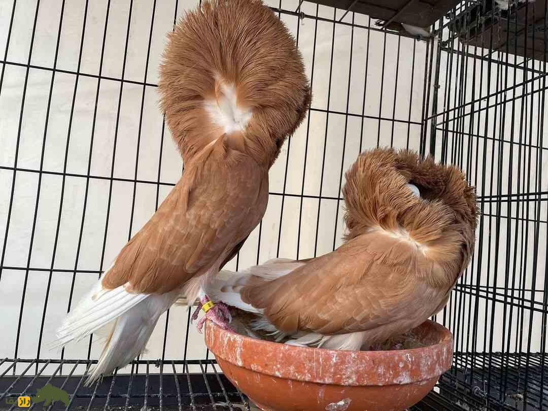 کبوتر ژاکوبن؛ یکی از زیباترین کبوتر‌های دنیا که مانند کشیش‌ها کلاه به سر دارد