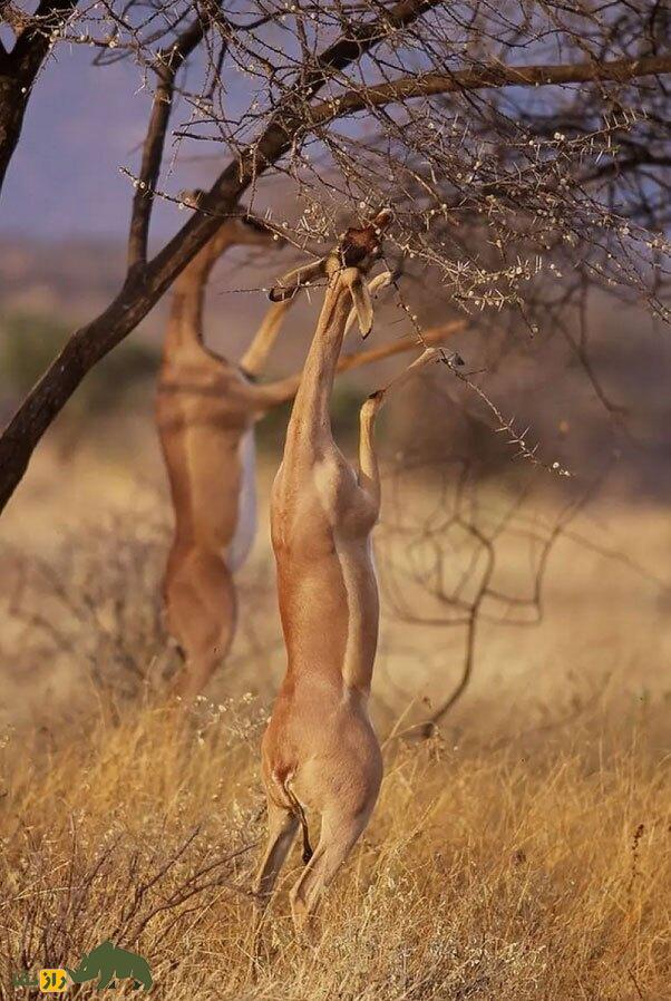گِرِنوک یا زرافه گردن؛ بز کوهی شگفت‌انگیزی که مثل انسان روی دو پا می‌‍‌ایستد و هرگز آب نمی‌نوشد