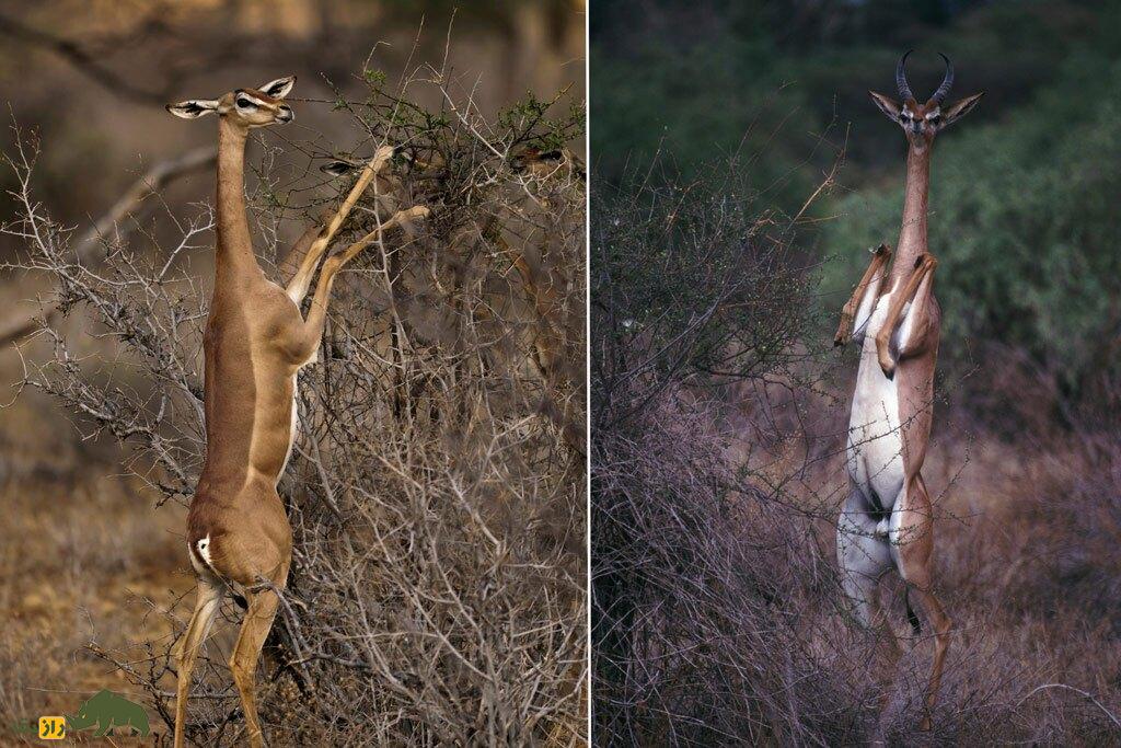 گِرِنوک یا زرافه گردن