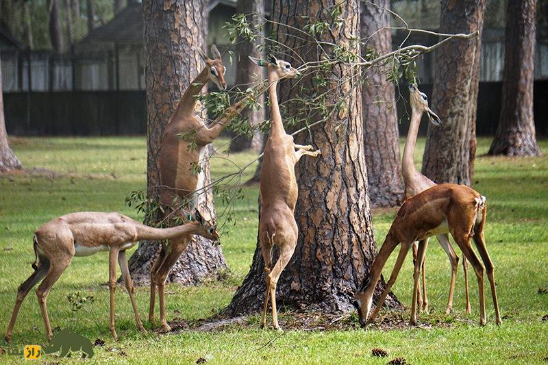گِرِنوک یا زرافه گردن در یک فضای سرسبز