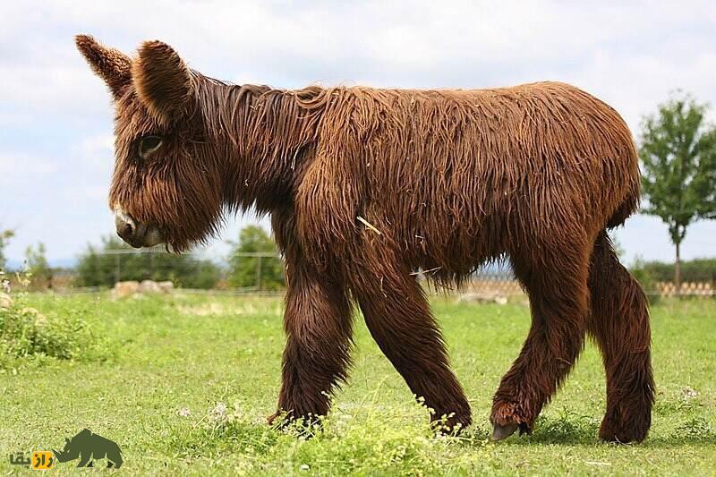 خر پواتو؛ الاغ غول‌پیکر فرانسوی که سنگین‌ترین و کمیاب‌ترین خر جهان است