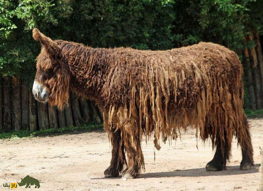 خر پواتو؛ الاغ غول‌پیکر فرانسوی که سنگین‌ترین و کمیاب‌ترین خر جهان است