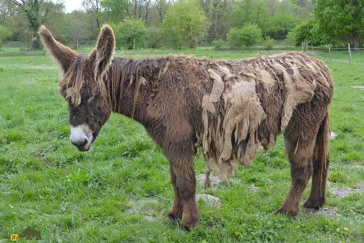 خر پواتو؛ الاغ غول‌پیکر فرانسوی که سنگین‌ترین و کمیاب‌ترین خر جهان است