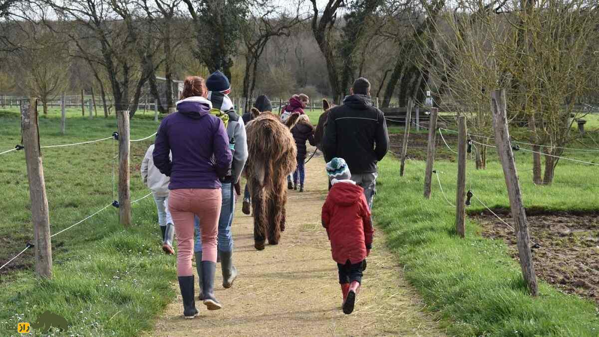 خر پواتو؛ الاغ غول‌پیکر فرانسوی که سنگین‌ترین و کمیاب‌ترین خر جهان است