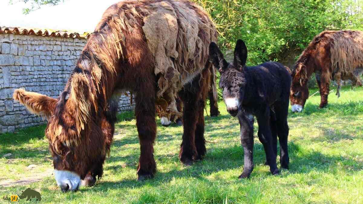 خر پواتو؛ الاغ غول‌پیکر فرانسوی که سنگین‌ترین و کمیاب‌ترین خر جهان است