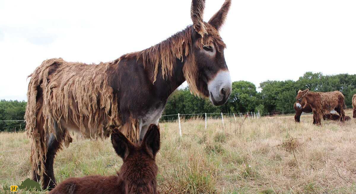 خر پواتو؛ الاغ غول‌پیکر فرانسوی که سنگین‌ترین و کمیاب‌ترین خر جهان است