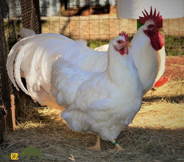 مرغ لامونا؛ مرغ آمریکایی که به دلیل پوست زردش آمریکاییها عاشقش بودند مرغ لامونا؛ مرغ آمریکایی که به دلیل پوست زردش آمریکاییها عاشقش بودند