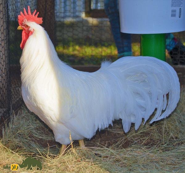 مرغ لامونا؛ مرغ آمریکایی که به دلیل پوست زردش آمریکاییها عاشقش بودند مرغ لامونا؛ مرغ آمریکایی که به دلیل پوست زردش آمریکاییها عاشقش بودند