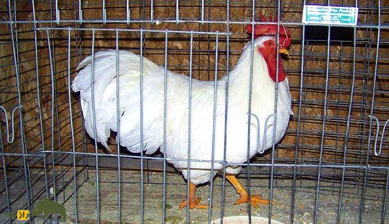 مرغ لامونا؛ مرغ آمریکایی که به دلیل پوست زردش آمریکاییها عاشقش بودند مرغ لامونا؛ مرغ آمریکایی که به دلیل پوست زردش آمریکاییها عاشقش بودند