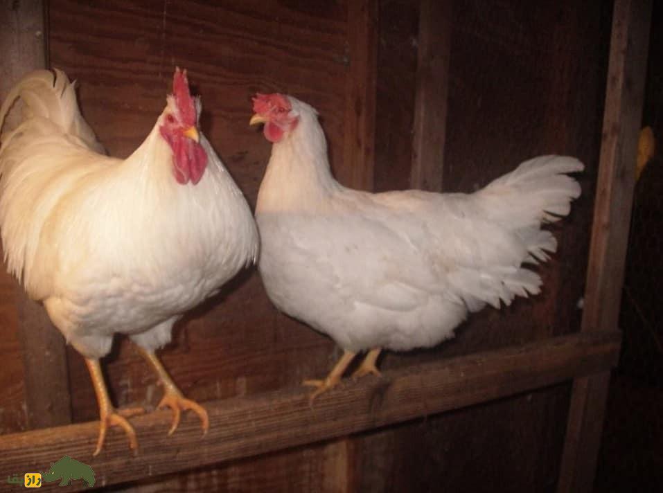 مرغ لامونا؛ مرغ آمریکایی که به دلیل پوست زردش آمریکاییها عاشقش بودند مرغ لامونا؛ مرغ آمریکایی که به دلیل پوست زردش آمریکاییها عاشقش بودند