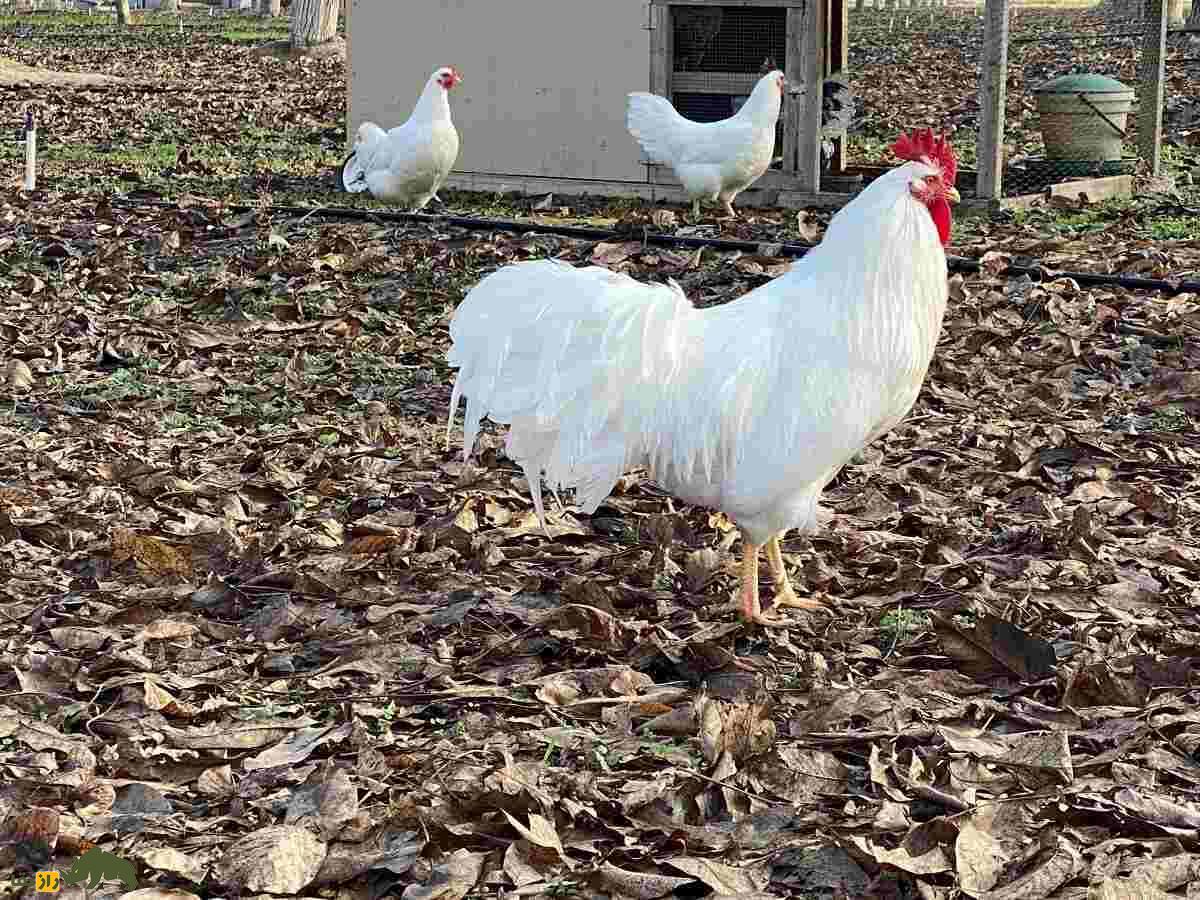 مرغ لامونا؛ مرغ آمریکایی که به دلیل پوست زردش آمریکاییها عاشقش بودند مرغ لامونا؛ مرغ آمریکایی که به دلیل پوست زردش آمریکاییها عاشقش بودند