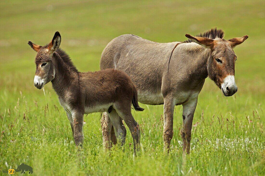 «کونگا»؛ حیوان باستانی که نتیجه جفتگیری الاغ و اسب است، چطور بینالنهرین را تکان داد؟ «کونگا»؛ حیوان باستانی که نتیجه جفتگیری الاغ و اسب است، چطور بینالنهرین را تکان داد؟