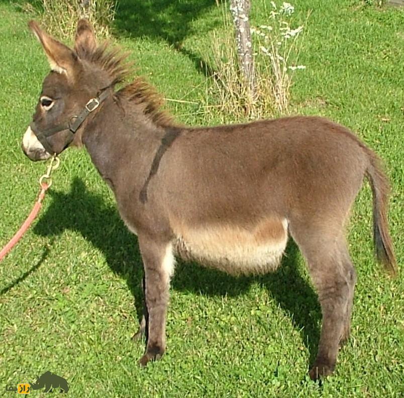 «کونگا»؛ حیوان باستانی که نتیجه جفتگیری الاغ و اسب است، چطور بینالنهرین را تکان داد؟ «کونگا»؛ حیوان باستانی که نتیجه جفتگیری الاغ و اسب است، چطور بینالنهرین را تکان داد؟