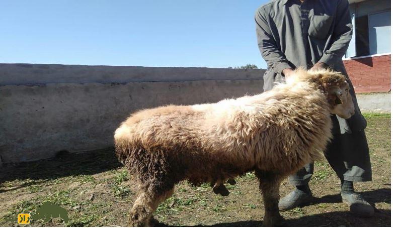 گوسفند دمانی؛ گوسفند دره اسماعیل خان که مختص مردم «بیزمین» است گوسفند دمانی؛ گوسفند دره اسماعیل خان که مختص مردم «بیزمین» است