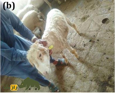 گوسفند دمانی؛ گوسفند دره اسماعیل خان که مختص مردم «بیزمین» است گوسفند دمانی؛ گوسفند دره اسماعیل خان که مختص مردم «بیزمین» است