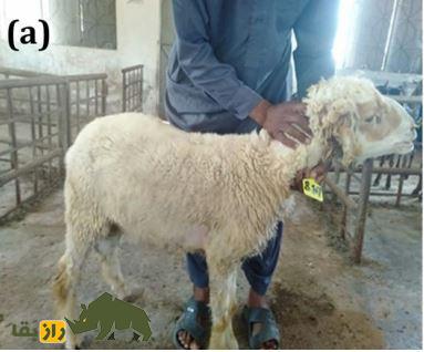 گوسفند دمانی؛ گوسفند دره اسماعیل خان که مختص مردم «بیزمین» است گوسفند دمانی؛ گوسفند دره اسماعیل خان که مختص مردم «بیزمین» است