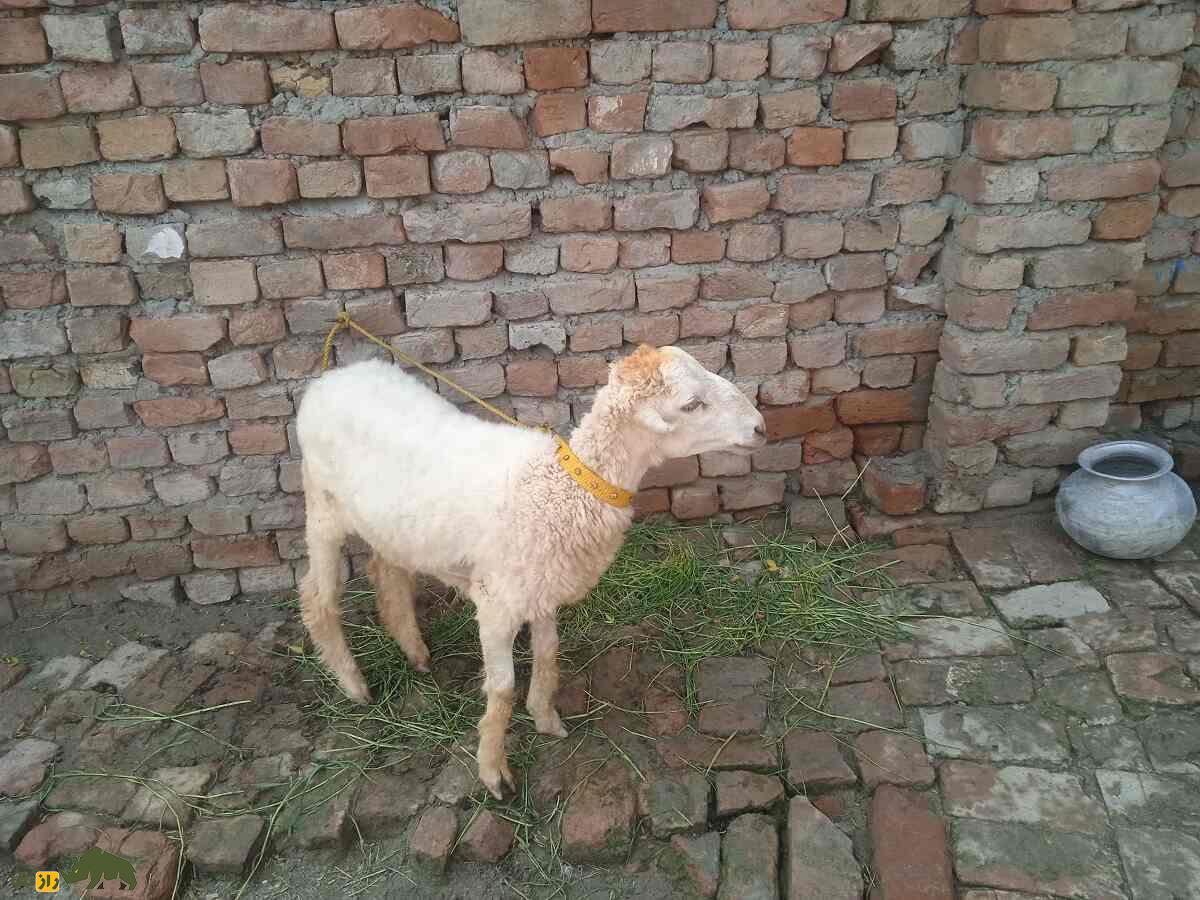 گوسفند دمانی؛ گوسفند دره اسماعیل خان که مختص مردم «بیزمین» است گوسفند دمانی؛ گوسفند دره اسماعیل خان که مختص مردم «بیزمین» است