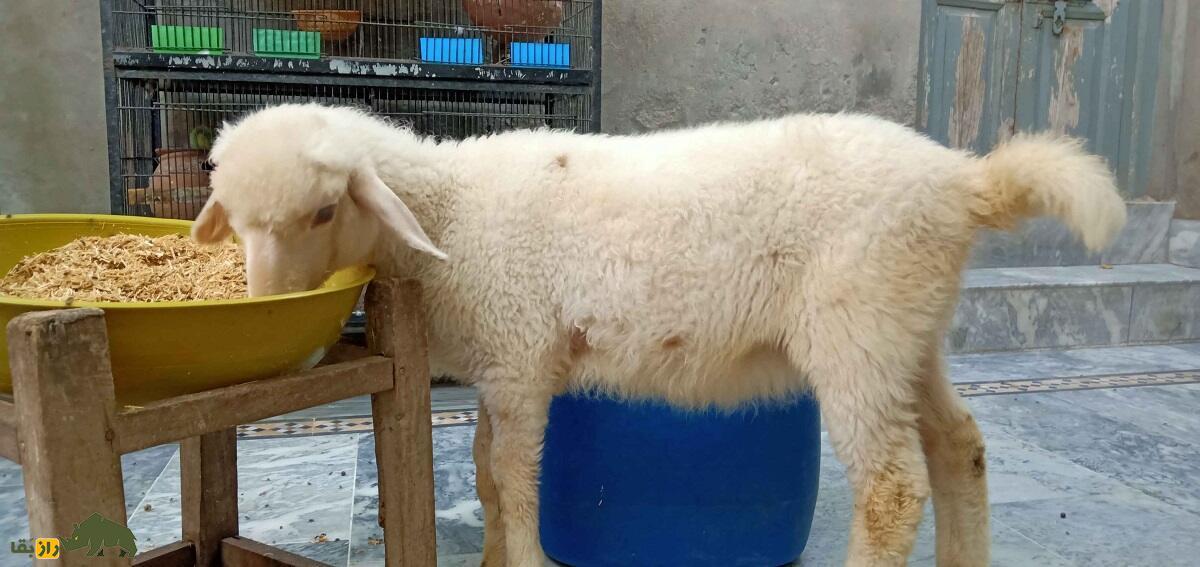 گوسفند دمانی؛ گوسفند دره اسماعیل خان که مختص مردم «بیزمین» است گوسفند دمانی؛ گوسفند دره اسماعیل خان که مختص مردم «بیزمین» است