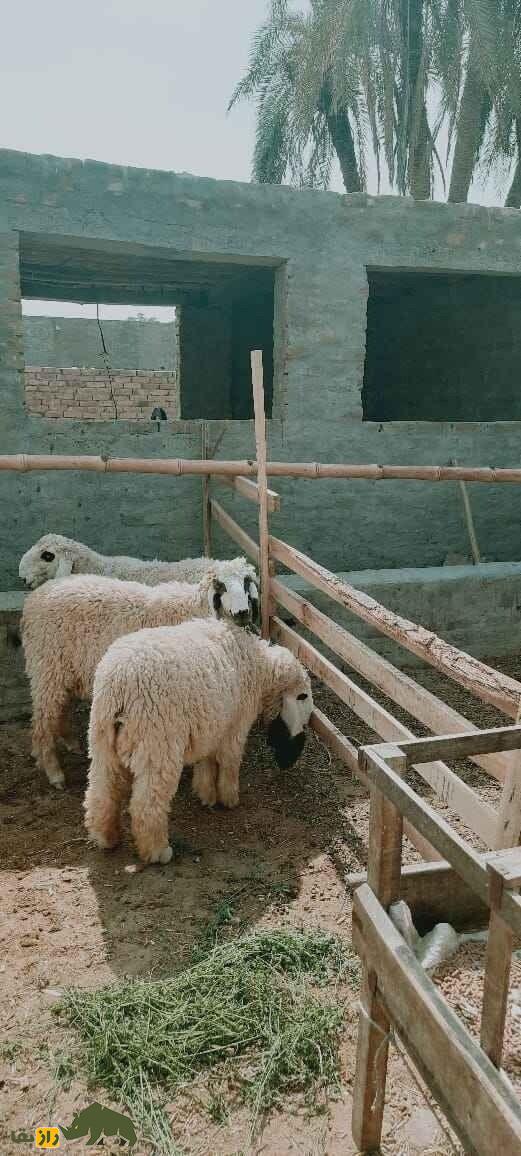 گوسفند دمانی؛ گوسفند دره اسماعیل خان که مختص مردم «بیزمین» است گوسفند دمانی؛ گوسفند دره اسماعیل خان که مختص مردم «بیزمین» است