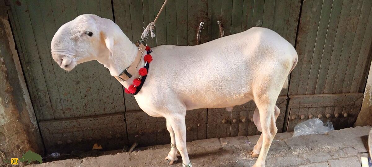 گوسفند دمانی؛ گوسفند دره اسماعیل خان که مختص مردم «بیزمین» است گوسفند دمانی؛ گوسفند دره اسماعیل خان که مختص مردم «بیزمین» است