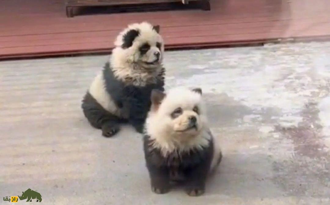 چین، سگ رنگ شده را به جای خرس پاندا به مردم قالب کرد!