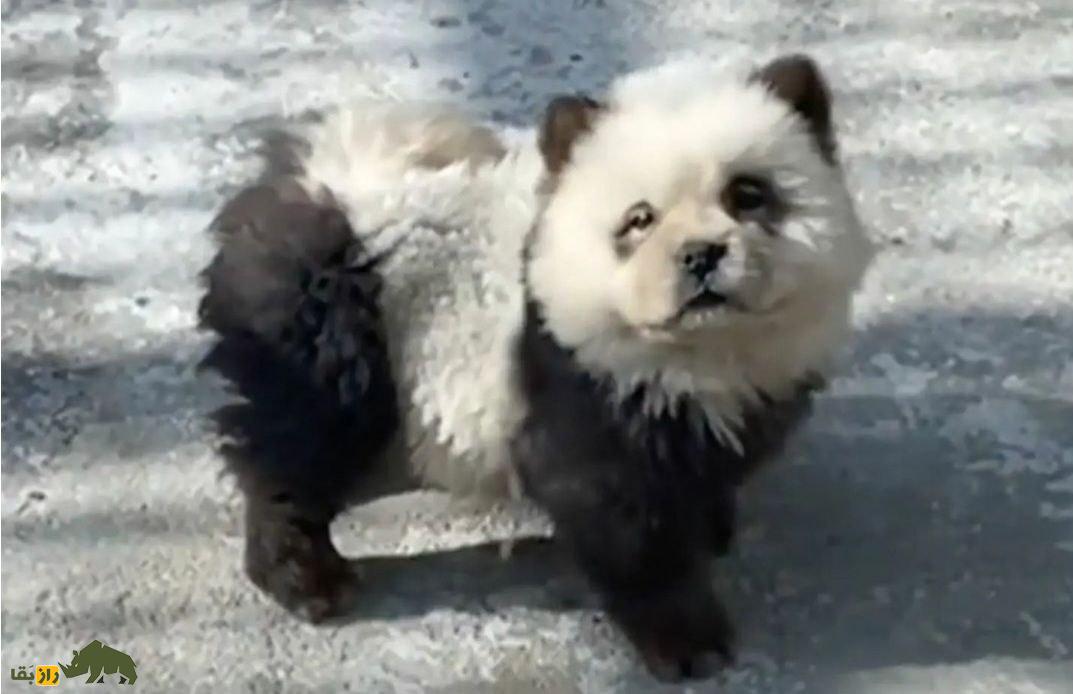 چین، سگ رنگ شده را به جای خرس پاندا به مردم قالب کرد!